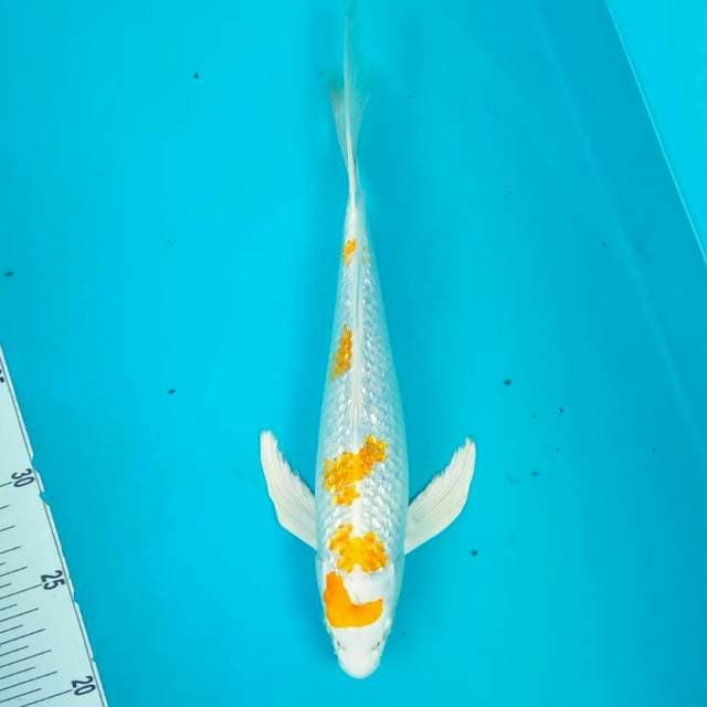 Kumpay Hariwake || 30cm