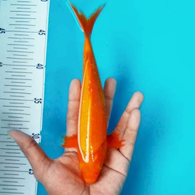 Aka Hajiro || 25cm