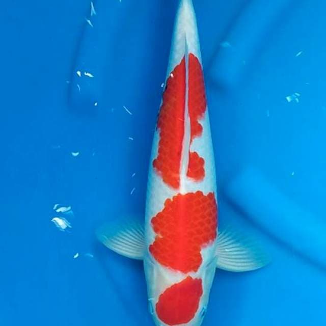 Kohaku male