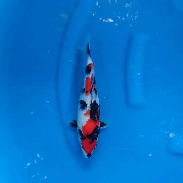 Showa, male