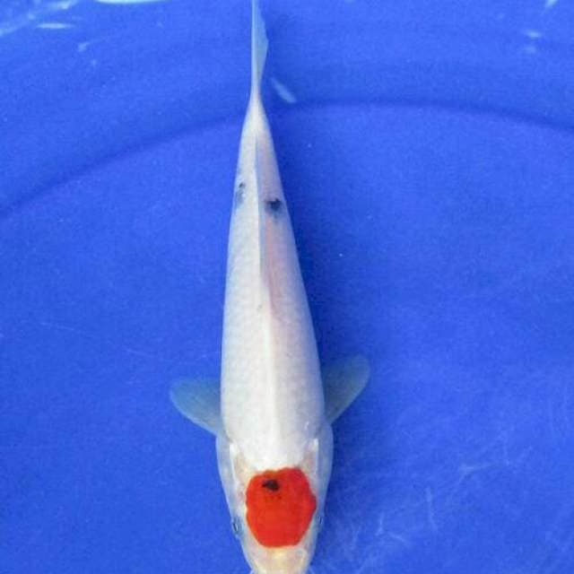 Original tancho showa +22cm