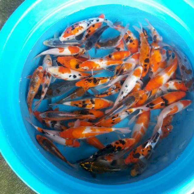 mix campur 50 ekor