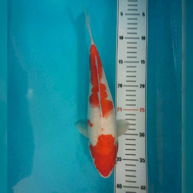 KOHAKU 31cm
