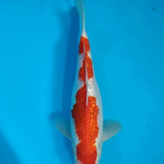 Kohaku