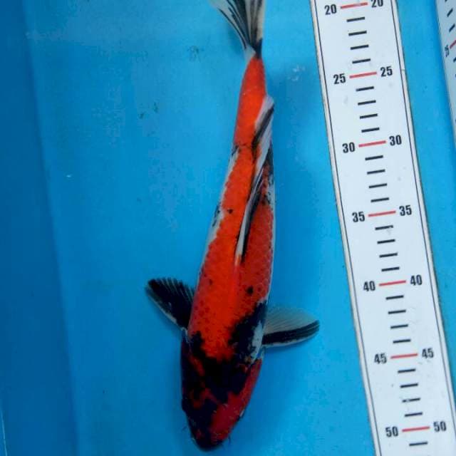 Showa 33cm