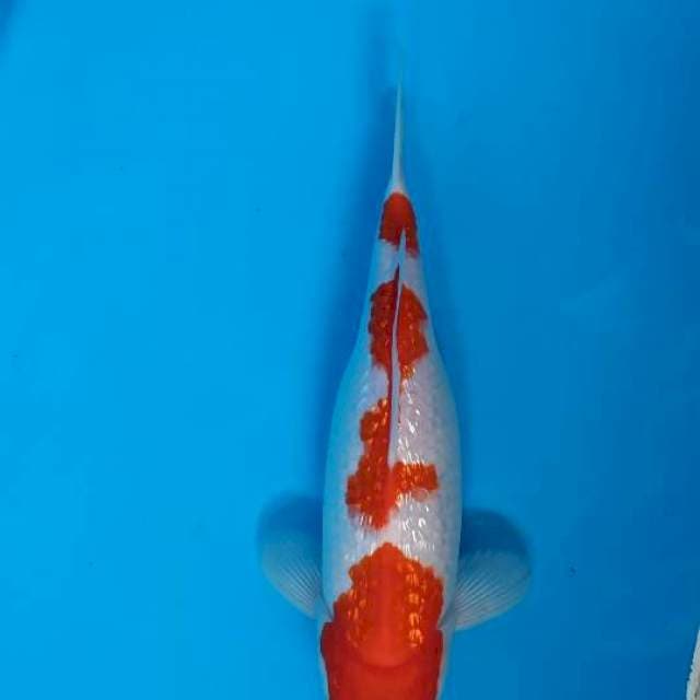 Kohaku