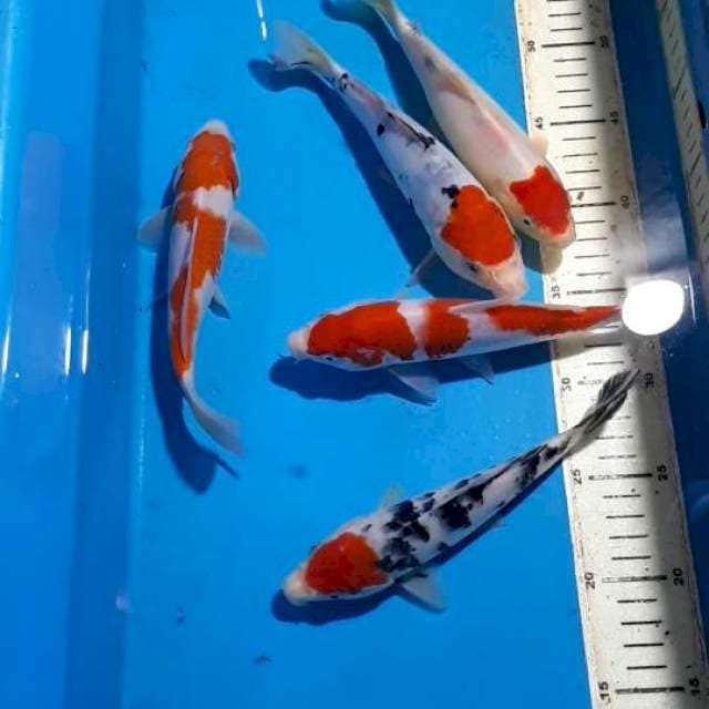 TANCHO&KOHAKU INAZUMA 20 CM