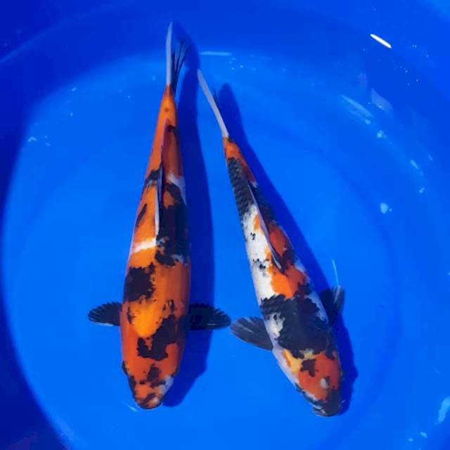 Showa 33-35cm