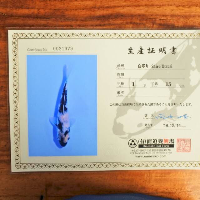 Shiro Utsuri (Omosako) 15 cm. Import dan sertifikat