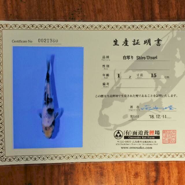 Shiro Utsuri (Omosako) 15 cm. Import dan sertifikat