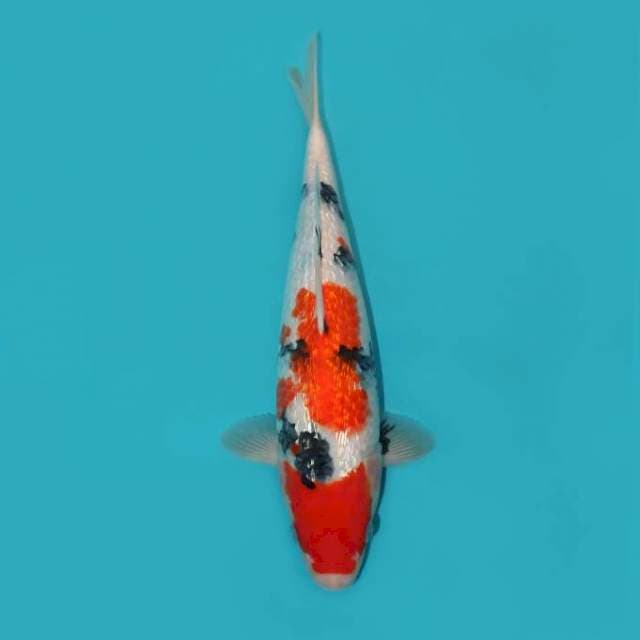 Sanke Ginrin 34 cm