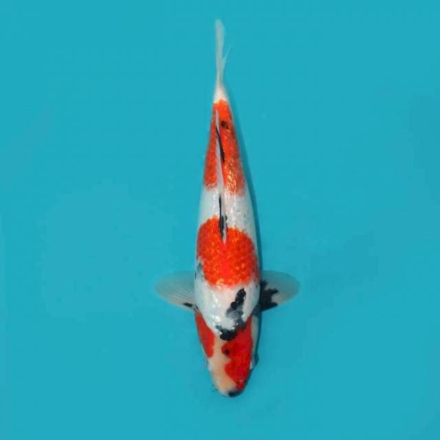 Showa Ginrin 33 cm