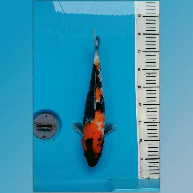 SHOWA SANSHOKU JUMBO