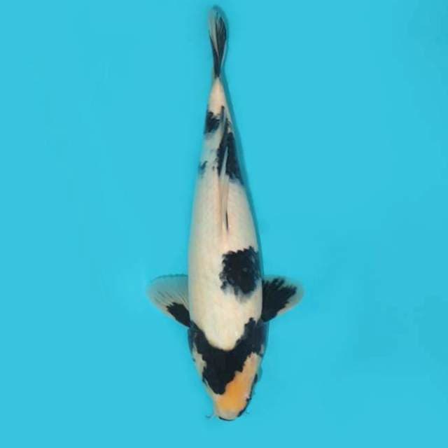 Shiro 35 cm