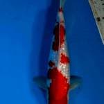 Kohaku