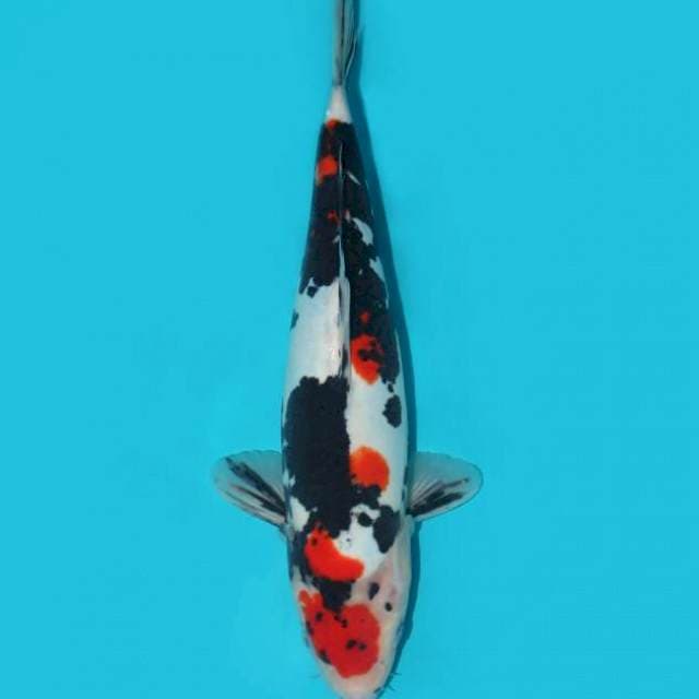 Showa Doitsu 33 cm