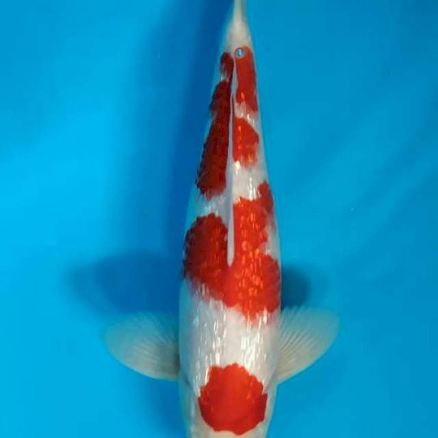 Kohaku