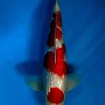 Kohaku