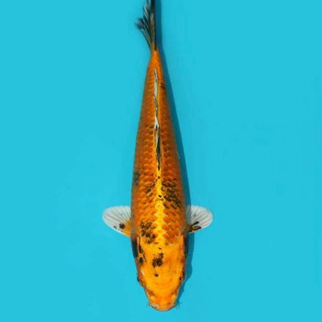 Kawarimono 24 cm