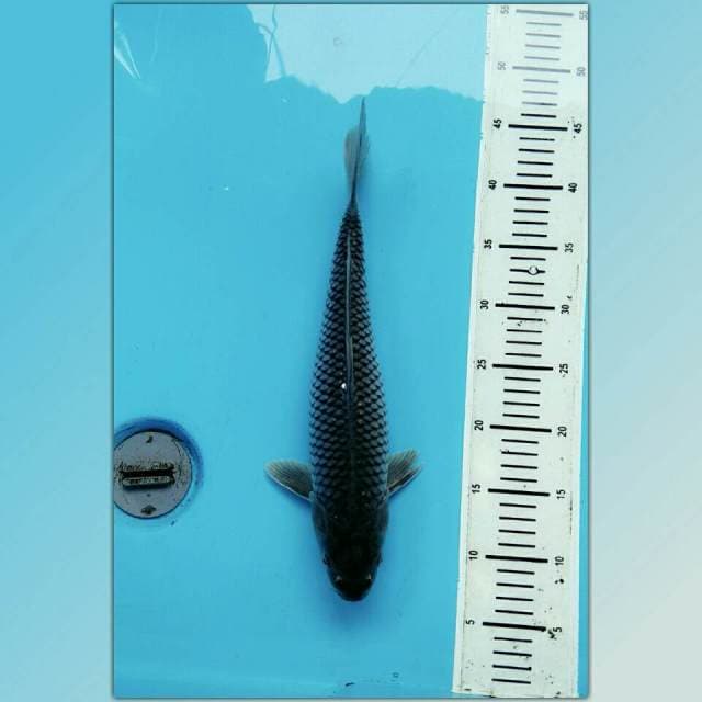 JUMBO SORA GOI