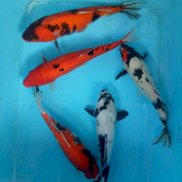 5 ekr Mix 30cm-34cm