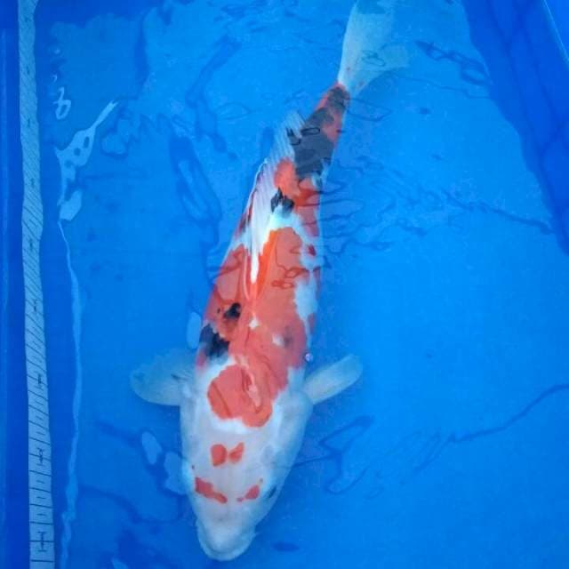 sanke 42cm