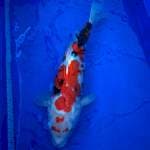 sanke 42cm