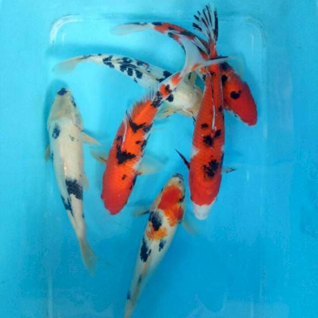6 ekr Mix 30cm-35cm