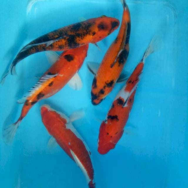 5 ekr mix koi 30cm-33cm