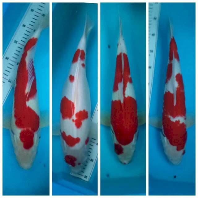Sepasang KOHAKU ( 1 induk 3 jantan )