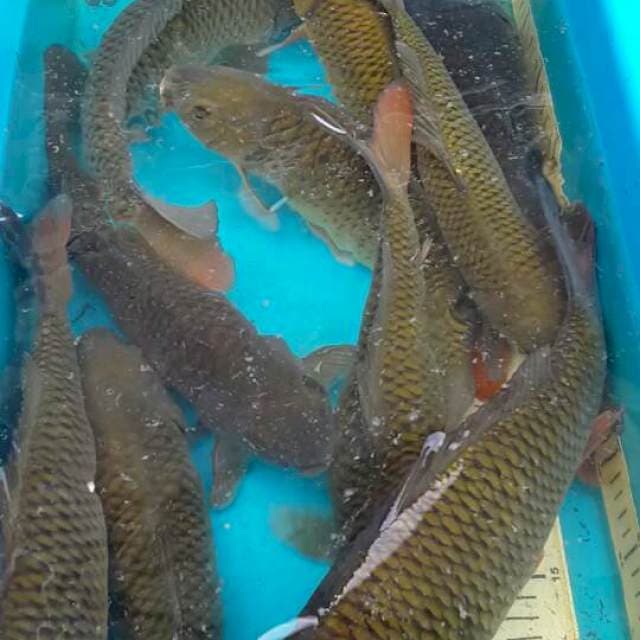 Cagoi 10 ekor