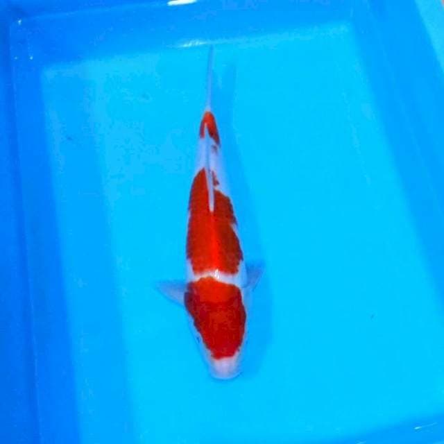3step kohaku ori