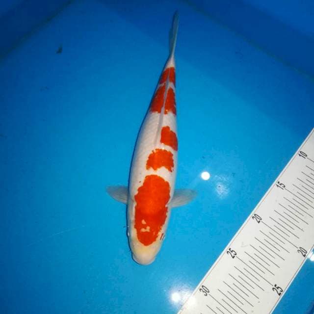 Kohaku