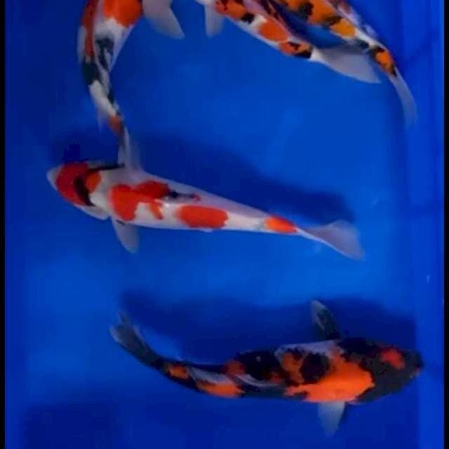 Mix 5 Koi