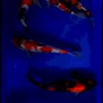Mix 5 Koi