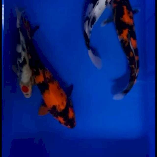 The Big Four Koi