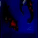 The Big Four Koi