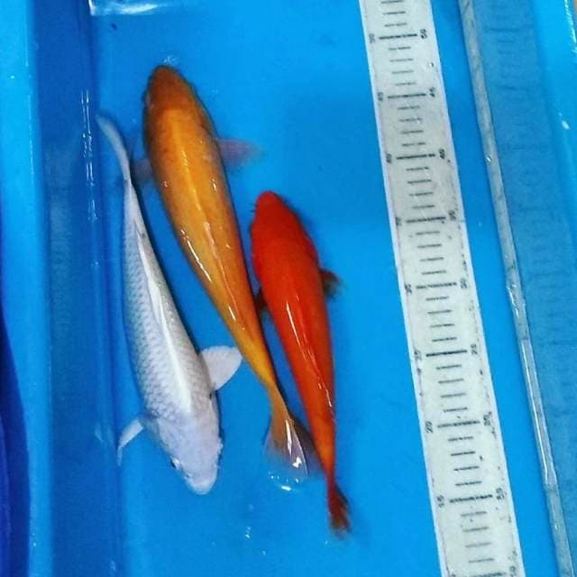 Platinum, karashi, benigoi 26-30cm