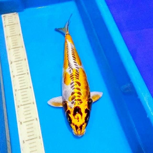 Jumbo kikokuryu mantab