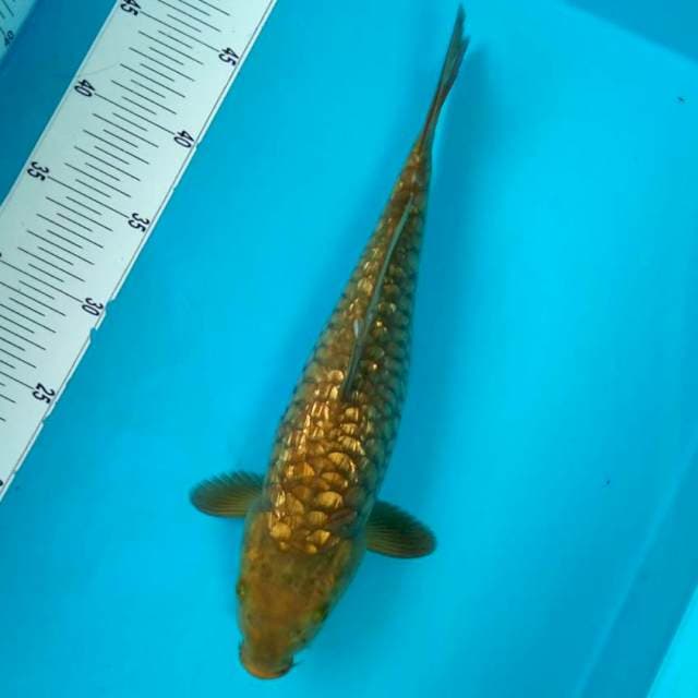 2. CHAGOI ARAGOKE GINRIN #33CM