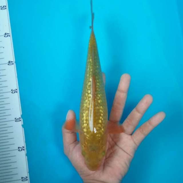 3. CHAGOI GINRIN #27CM