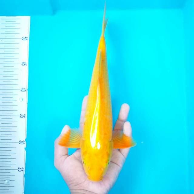 7. KARASHI #29CM