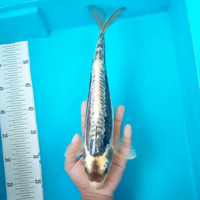 8. ANTIK #32CM