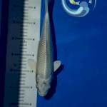 Platinum female 33 cm
