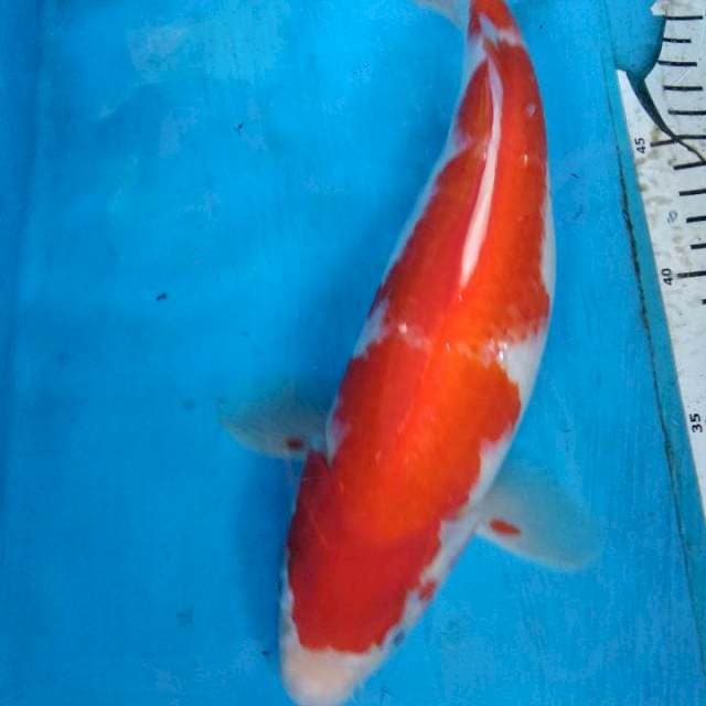 Kohaku bulky