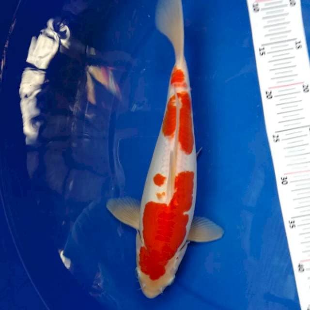 Kohaku top f1
