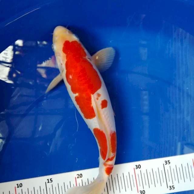 Kohaku top f1