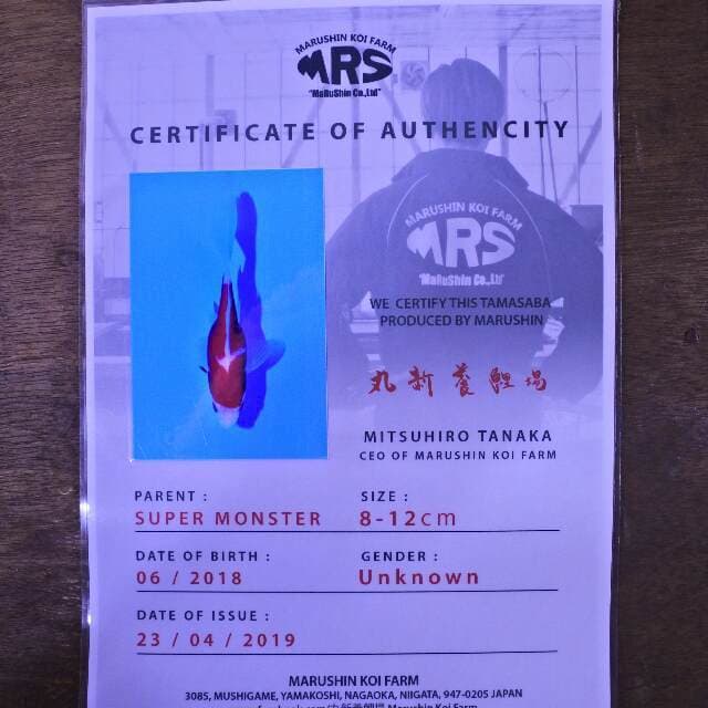 Tamasaba (Marushin) 12 cm. import dan sertifikat
