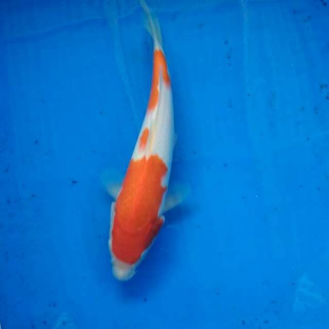 KOHAKU