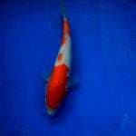 KOHAKU